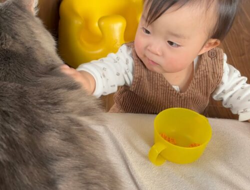 赤ちゃんからおやつの合間にモフモフされる猫　ノルウェージャンフォレストキャット　Cat being touched between snacks