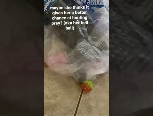 Korat Cat Hunts Ball From Inside a Bag