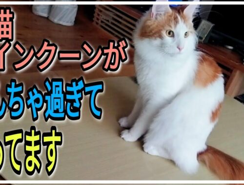 【猫日常】ピンポンダッシュしまくる家猫メインクーン Mainecoon plays Ping Pong.