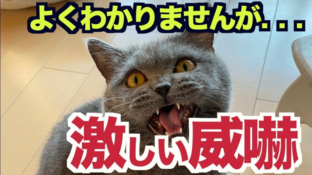 【ブリティッシュショートヘア】激しいクラッキング！果たして何に⁉️