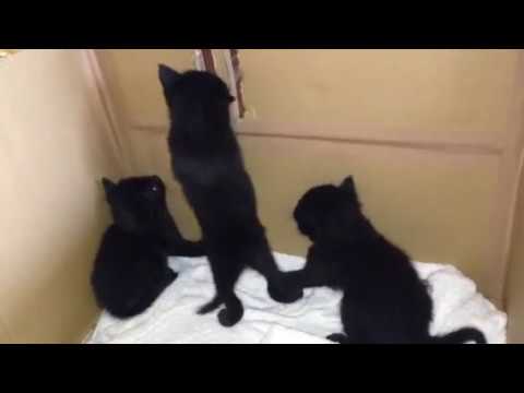 黒猫 ボンベイ赤ちゃん。  産箱から出ようと必死な赤ちゃん^_^ Black bombay cat（黒のボンベイ猫）