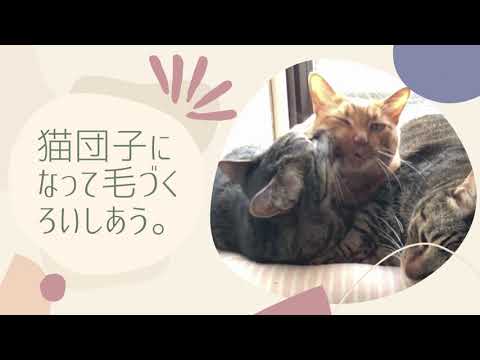 【猫団子】になって毛づくろいしあう。【日本猫の3ニャン】