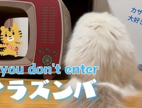 バーマン猫ミカと大好きなカサカサ【イラズンバ】If you don't enter（バーマン猫）Birman/Cat