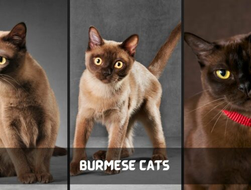 Burmese cat Facts #shorts