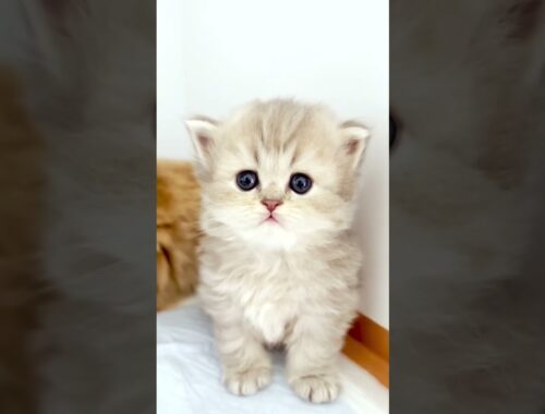 😻瞳がクリクリ〜😻　#子猫の成長記録 #短足マンチカン #cats #マンチカン #子猫 #cat #ペット蔵人 #ミヌエット #チンチラ #ペルシャ #ペルシャ猫