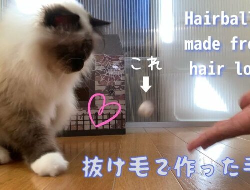 バーマン猫ガブとラフが遊ぶ【抜け毛で作った毛玉】Hairballs made from hair loss（バーマン猫）Birman/Cat