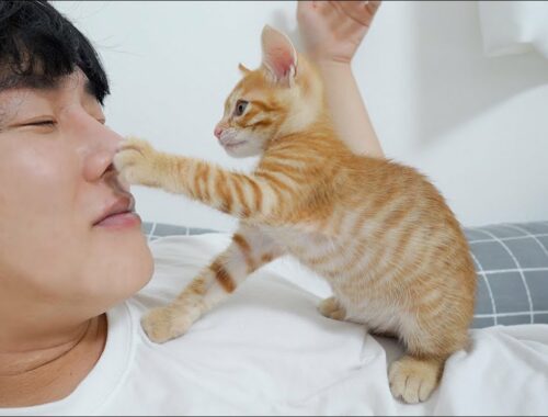 Baby Kitten Became Addicted to Bullying Its Owner
