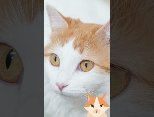 Gato Van Turco  Turkish Van Cat .  Conoce al gato nadador de cola y cabeza coloreada AQUI 🐾😻😽💧 #cat