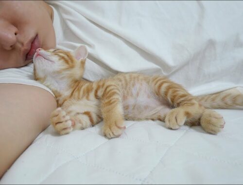 Baby Kitten's Instinct to Imitate Human's Sleeping Position