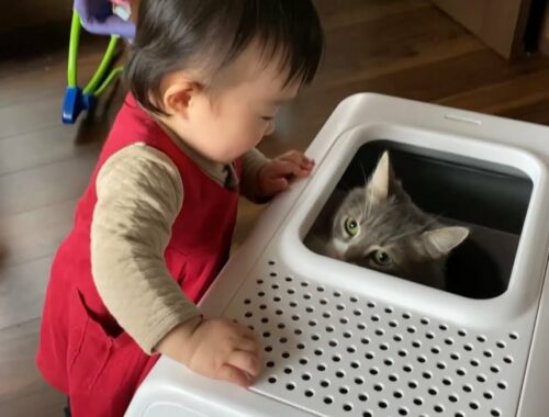 スマートトイレに興味津々の猫　ノルウェージャンフォレストキャット　ラガマフィンA cat curious about smart toilets.