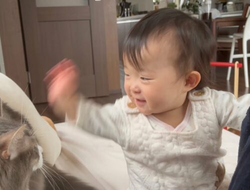 赤ちゃんからリズムに合わせて早いテンポで触られる猫　ノルウェージャンフォレストキャット　A cat touched to the rhythm