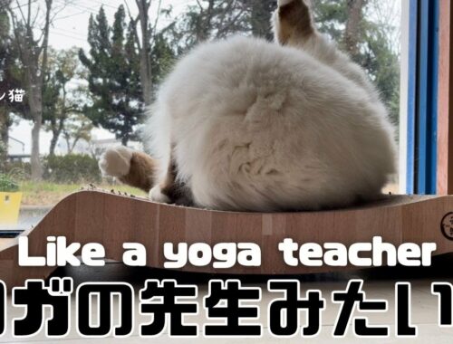 バーマン猫ラフ【ヨガの先生みたい】Like a yoga teacher（バーマン猫）Birman/Cat