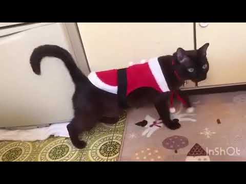 猫のバーミーズ クリスマス衣装の猫