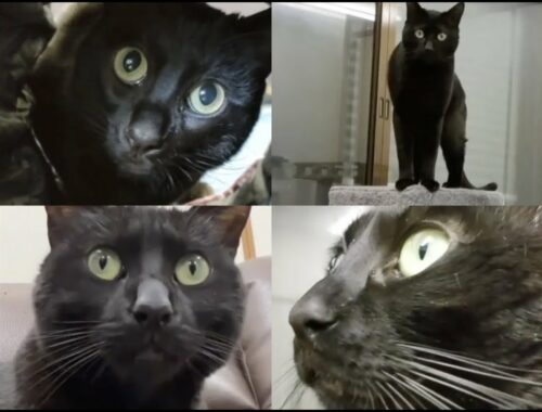 Our Black Bengal Kitty Ender 黒ベンガル猫・エンダーくん大集合