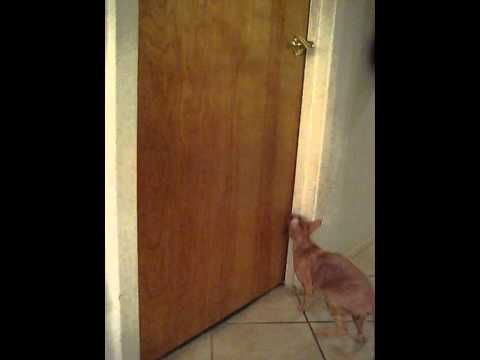 Cornish Rex Cat Opens Door