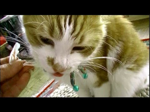 海外の猫　日本の乾かまを食べる！大喜びでがっつく 、もっとちょ～だい！