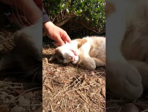 【cat】茂みの裏で爆睡するシャム猫ちゃん【बिल्ली】