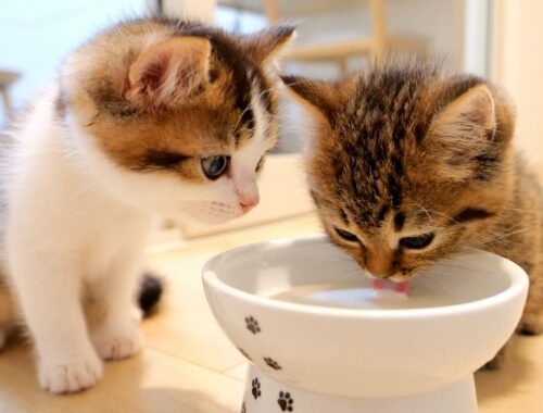 Here's a family of cats gulping down milk
