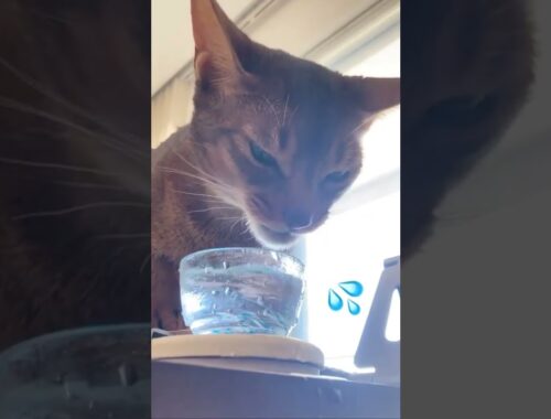 水飲みが下手なアビシニアン。豪快に水をこぼす猫。Abyssinian cat drinking water.