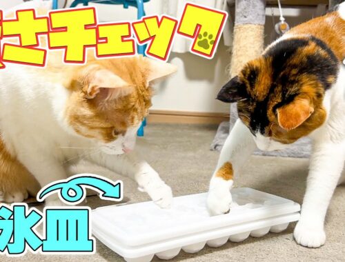 うちの猫たちは本当に賢いのでしょうか。”製氷皿”を使ってテストしてみた結果…