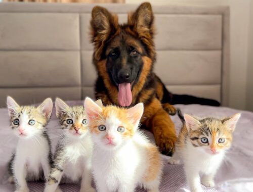 German Shepherd Puppy Confused by Tiny Kittens