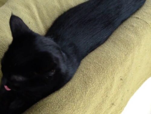 黒猫ボンベイ赤ちゃん。ブラッシング寅次郎〜☆ Black bombay cat（黒のボンベイ猫）