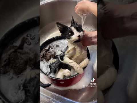 Nothing better than a fluffy kitten having a bath! #cats #kittenbath #kittens