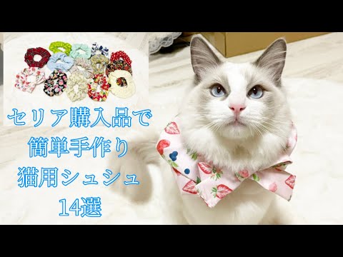 【ラグドール】【簡単】 100均のカットクロスで手作り猫用シュシュ＆可愛すぎるファッションショー♡