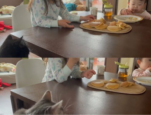 順番に食卓に座りに来る猫達　ノルウェージャンフォレストキャット&ラガマフィン　Cats taking turns sitting at the table