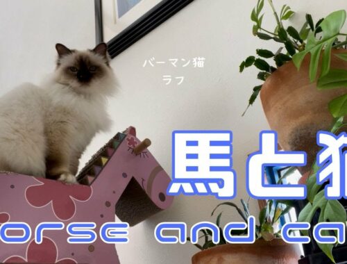 バーマン猫ラフ【猫と馬】Horse and cat（バーマン猫）Birman/Cat