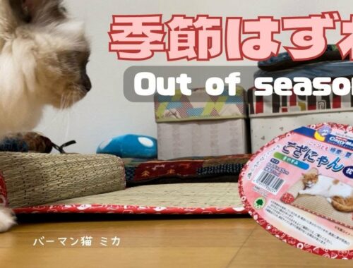 ござにゃん【季節はずれ】Out of season（バーマン猫）Birman/Cat