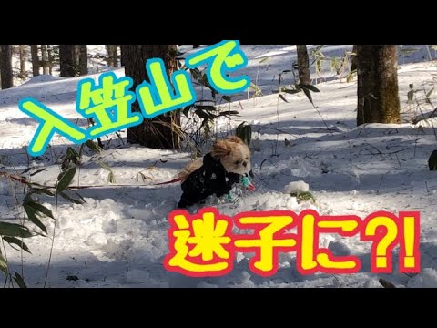 【入笠山スノーシュー(くぅちゃん迷子になる？)/Mt. Nyukasa snowshoes】シーズーのくぅちゃんネル