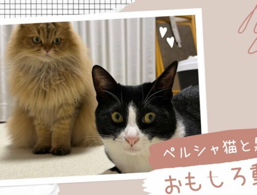 【猫おもしろ動画 全4本】かわいいペルシャ猫とハチワレ猫♪【ハムスターかわいい】