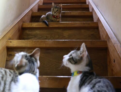 階段でビー玉遊びする子猫たち　230329