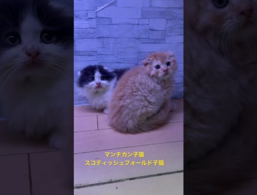 スコティッシュフォールド子猫　マンチカン子猫　可爱的芒奇金小猫Kě'ài de máng qí jīn xiǎo māo