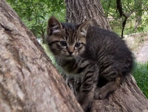 木登りしていた子猫を撮っていたら母猫が飛んできて。。