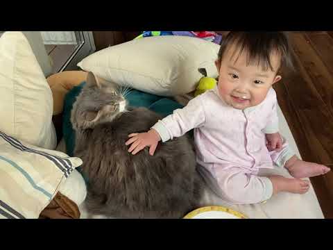 赤ちゃんには触られても怒らない猫　ノルウェージャンフォレストキャットA cat that doesn't get angry even when touched by a baby.