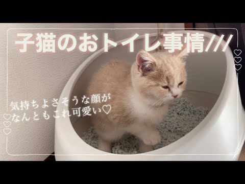 子猫のおトイレ事情を公開！【スコティッシュフォールド】【子猫】