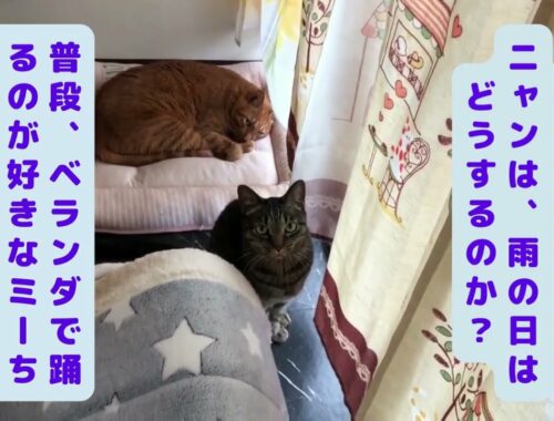【検証】【日本猫の３ニャン】猫は本当に体が水で濡れるのを嫌がるのか❓