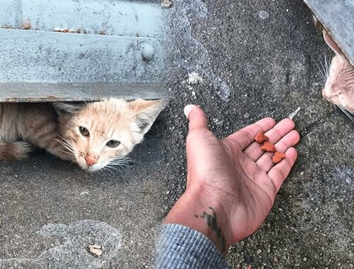 Girl Has Been Trying For Two Days To Save a Stray Kitten Living Under a Gate
