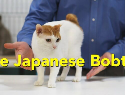 The Japanese Bobtail at a TICA Cat Show