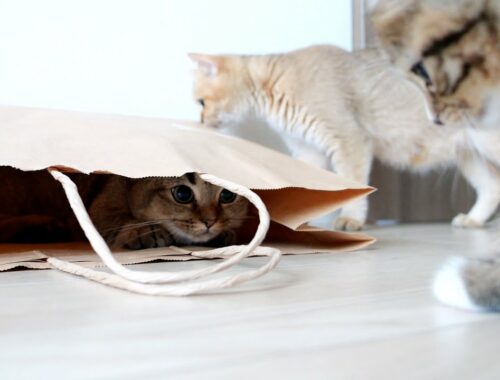 Kitten Kiki hides inside a paper bag, trying to surprise her younger siblings!