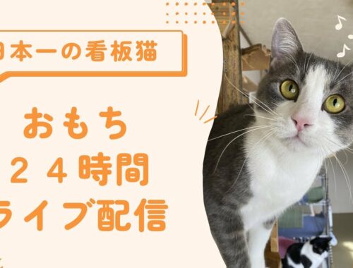 💖【看板猫日本一のおもち】💖２階猫のお部屋ライブ配信中💖