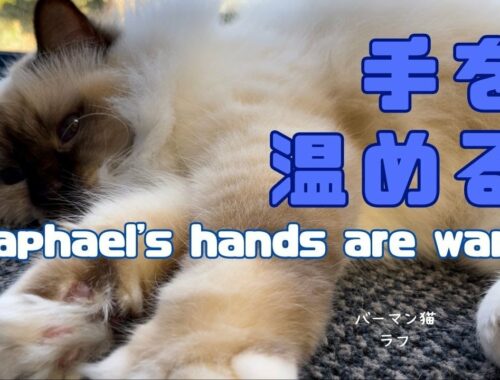 バーマン猫ラフ【手を温める】Raphael's hands are warm（バーマン猫）Birman/Cat