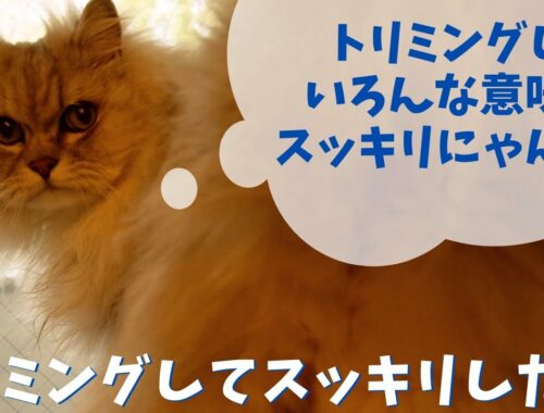 トリミングでスッキリした猫｜ラガマフィンのラガさん
