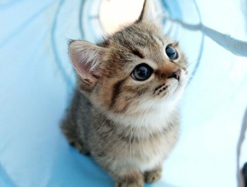 The innocence of Lili the kitten playing in the cat tunnel for the first time is soothing!