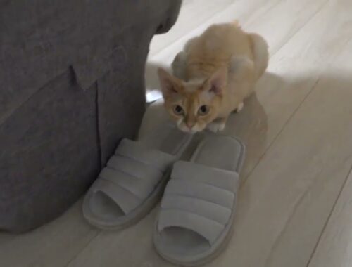 デボンレックス兄弟の日常、サンダル大好きなBlancaちゃん(My cat likes to smell sandals)