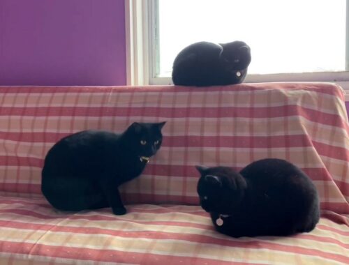 平和な猫達の日常風景☆黒猫ボンベイ