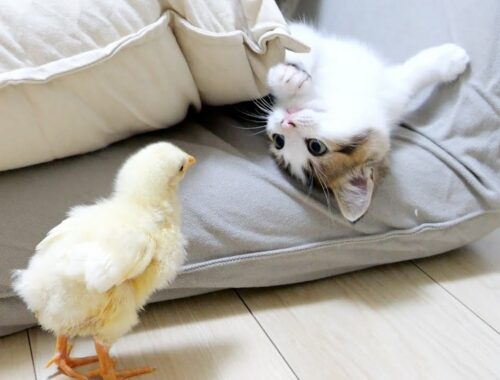 Cushion Happening! Cute slapstick with kittens and chick