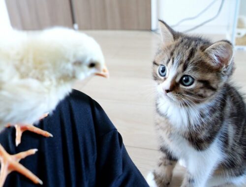 The adorable reaction of a chick and kittens at the moment they first meet!